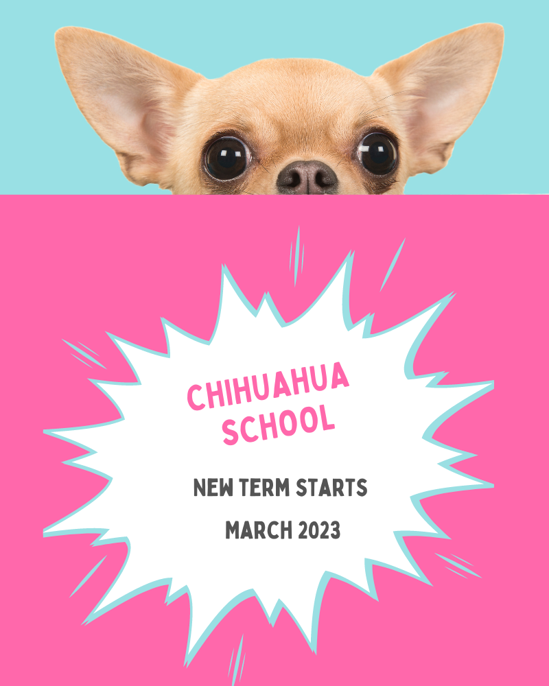 What is Chihuahua School?
