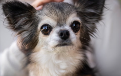 Understand Chihuahua Aggression