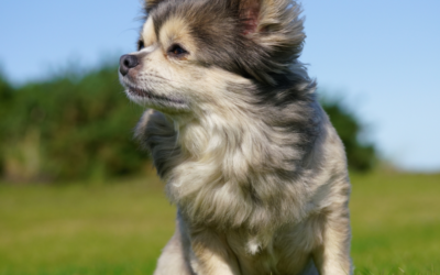 Chihuahua resource guarding