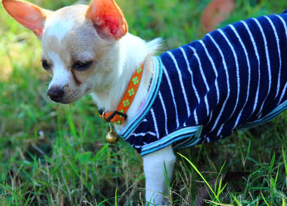 How to cut your chihuahua’s nails