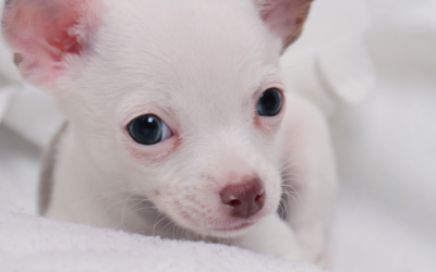 Chihuahua Barking: Why It Happens and What To Do!