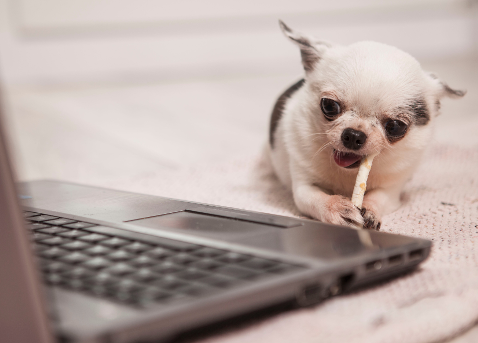 The Top 5 Chews for  Chihuahuas