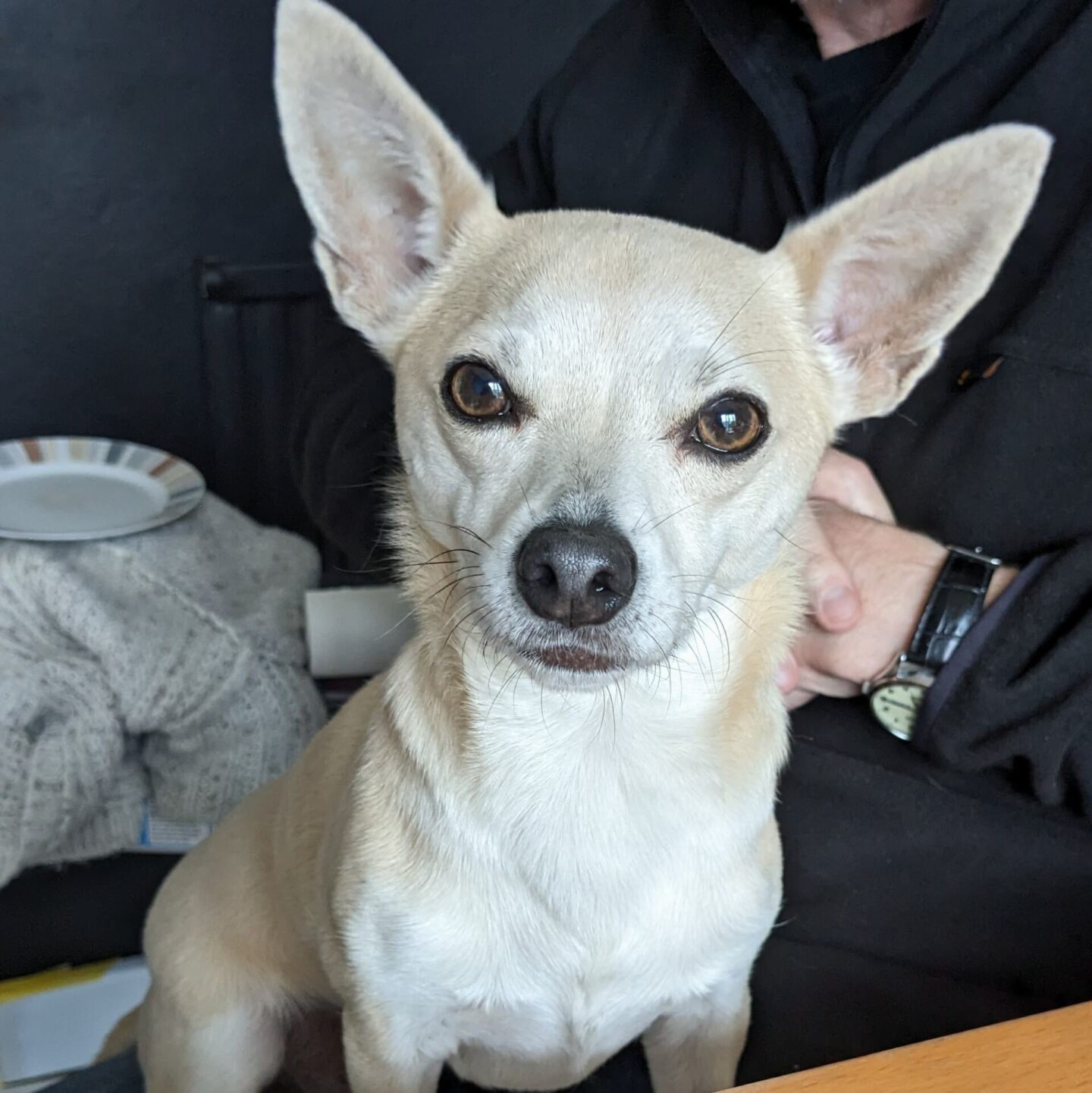 Arlo always has clear eyes and no tear staining.