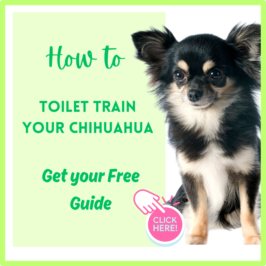 guide to help toilet training your chihuahua