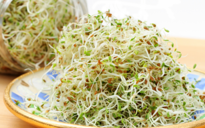 Easy hack for a healthy chihuahua?