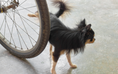 My chihuahua won’t pee in the rain!